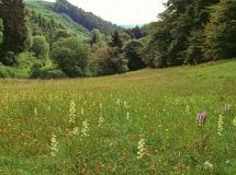 4 Bergwiese Fallgrube mit Orchideen